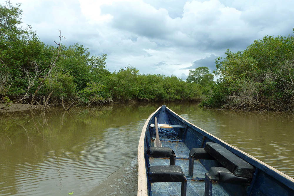 Mangrovenwald bei Guayaquil an der Küste Ecuadors.