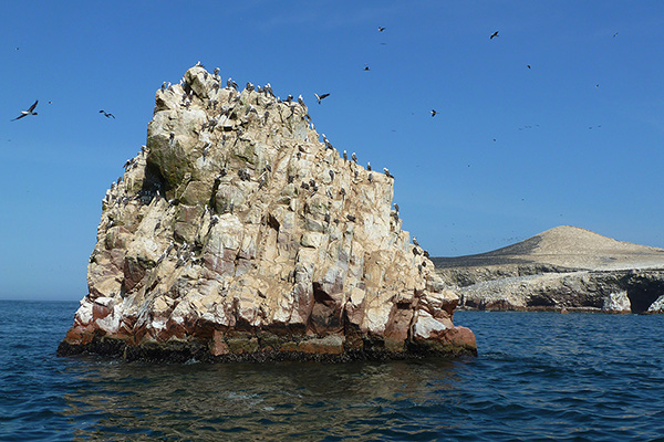 Die Vogelinseln Las Ballestas im Humboldtstrom vor der peruanischen Küste