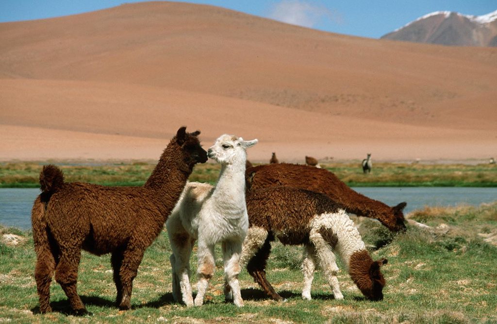 Alpakas an einem Salar im Altiplano im Norden von Chile