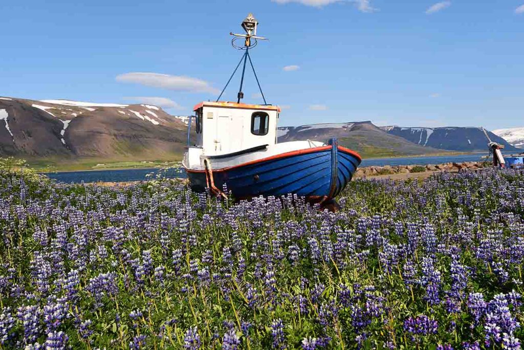 Fischerboot in einem Lupinenfeld in den Nordwestfjorden von Island