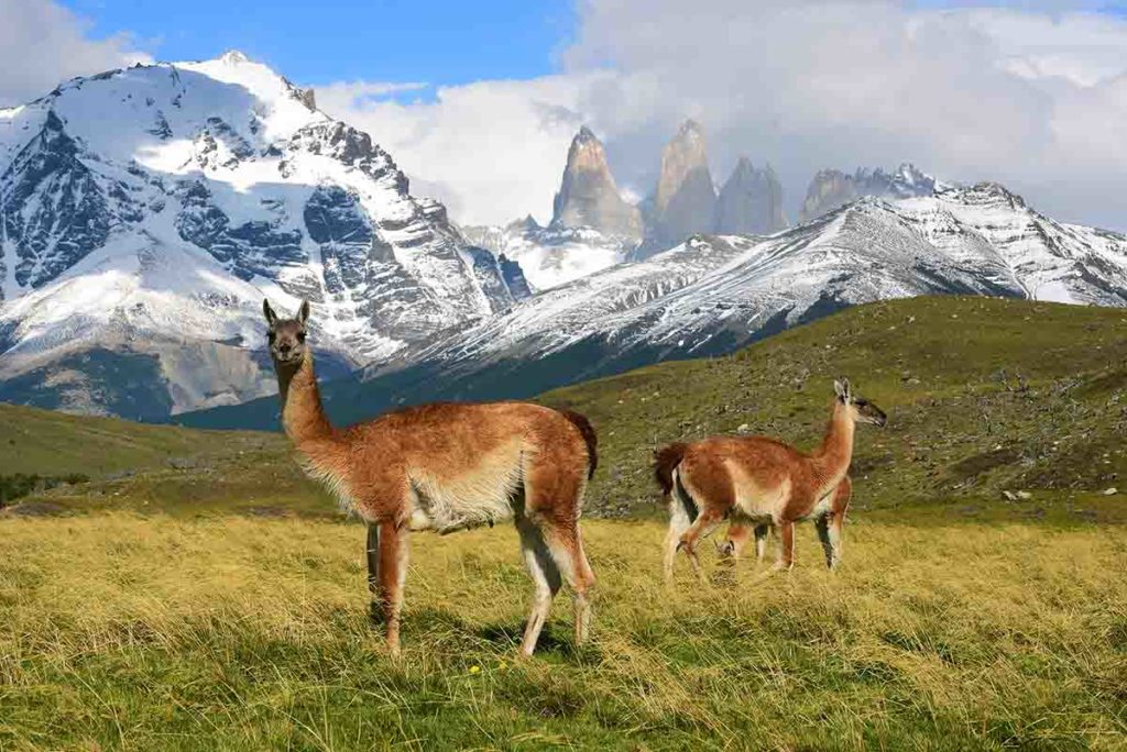 Guanakos vor der Kulisse der "Torres" im Nationalpark Torres del Paine in chilenisch Patagonien.