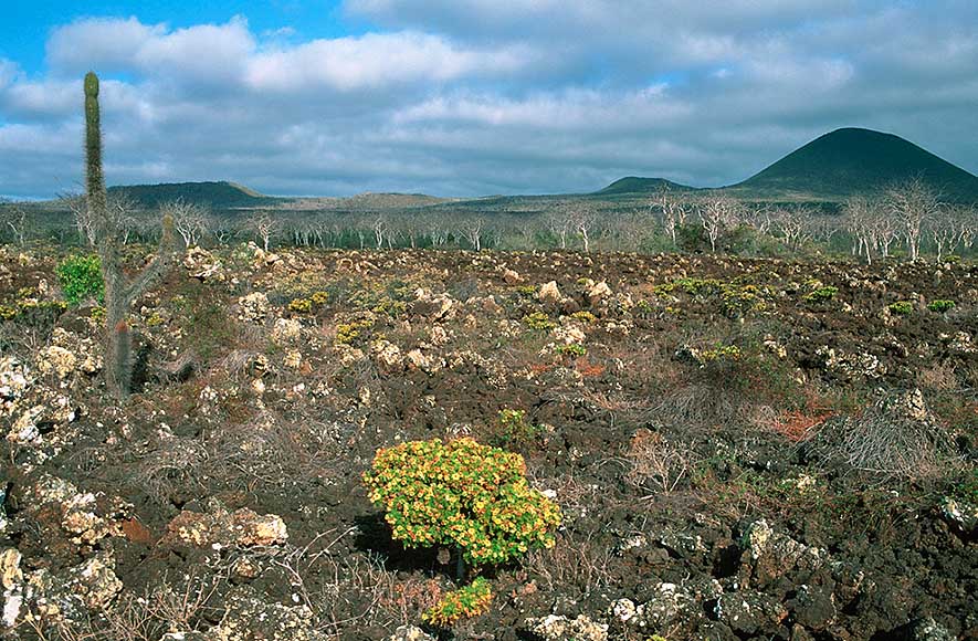Vulkanische Landschaft auf der Insel Floreana/Galápagos-Inseln