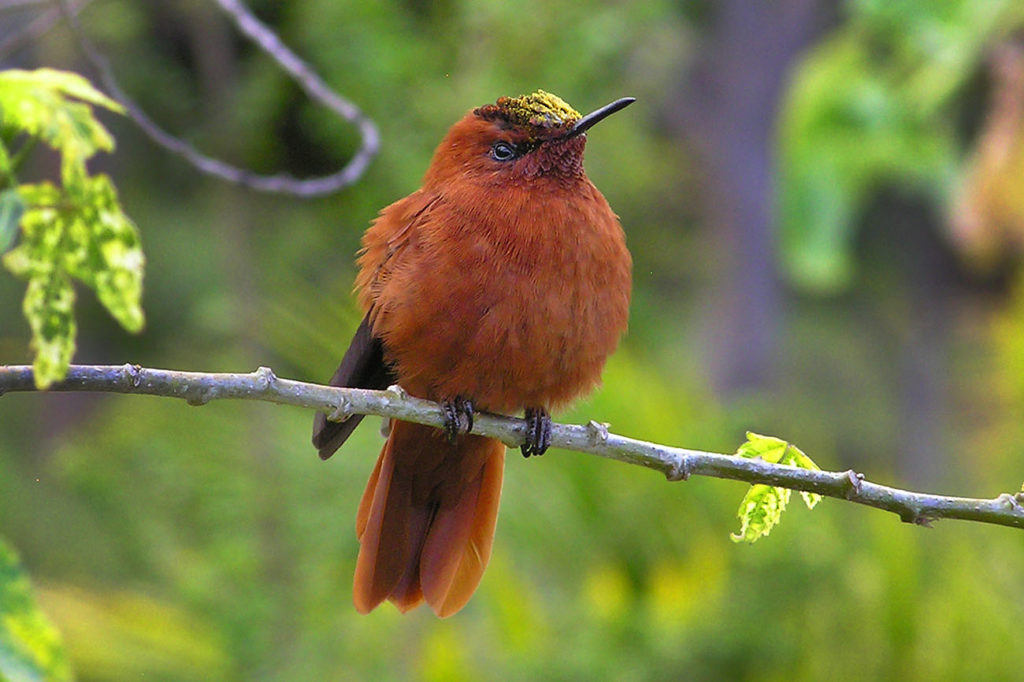 Endemischer Juan-Fernandez-Kolibri