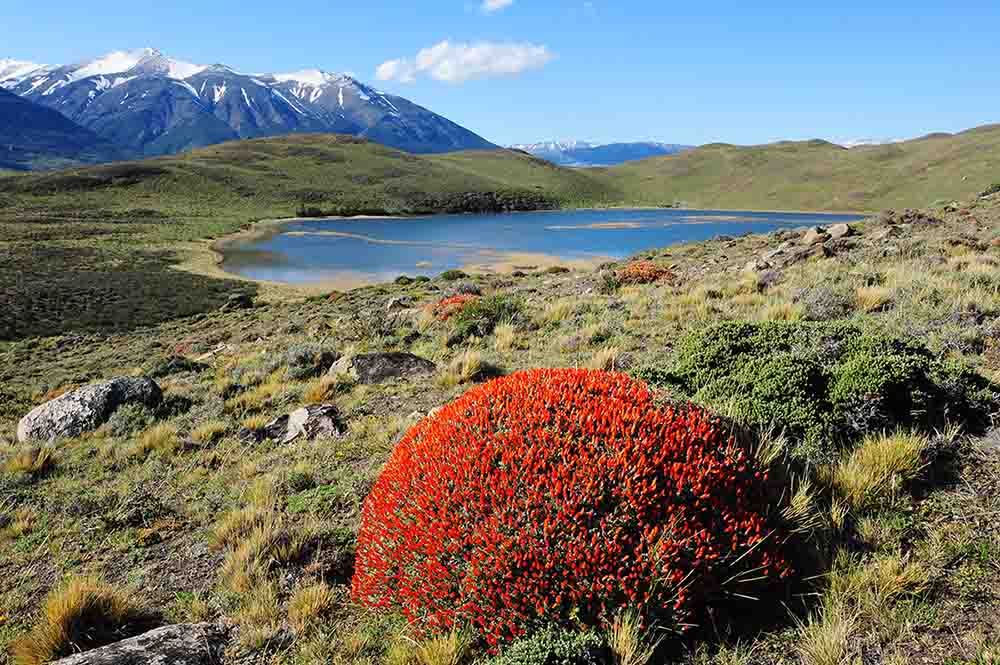 Frühlingsblüte im Nationalpark Torres del Paine in chilenisch Patagonien