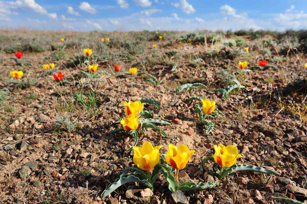 Wildtulpen in der Halbwüste Kasachstans (Tulipa albertii)