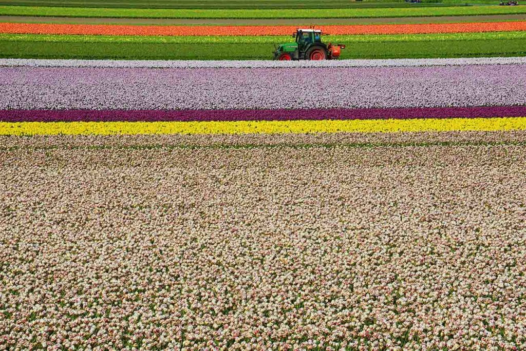  Blühende Tulpenfelder beim Keukenhof/Lisse in Holland