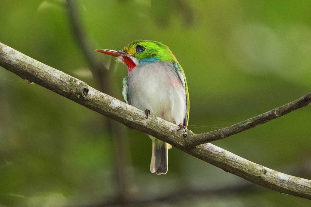 Der Vielfarbentodi ist eine der vielen endemischen Vogelarten auf Kuba