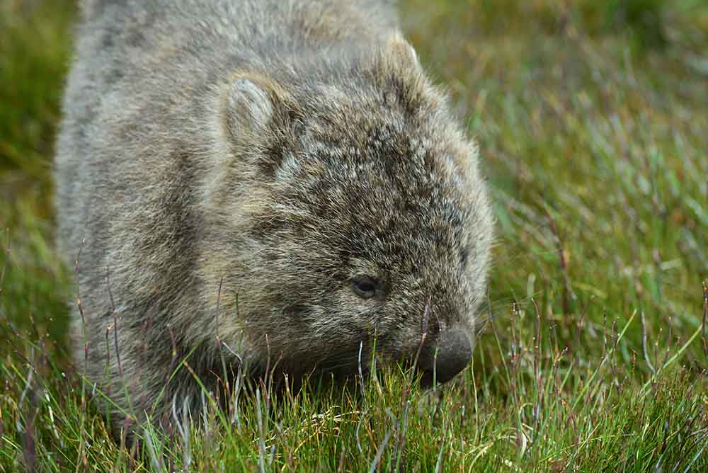 Wombat_Tasmanien_Foto_Andreas_Mieth