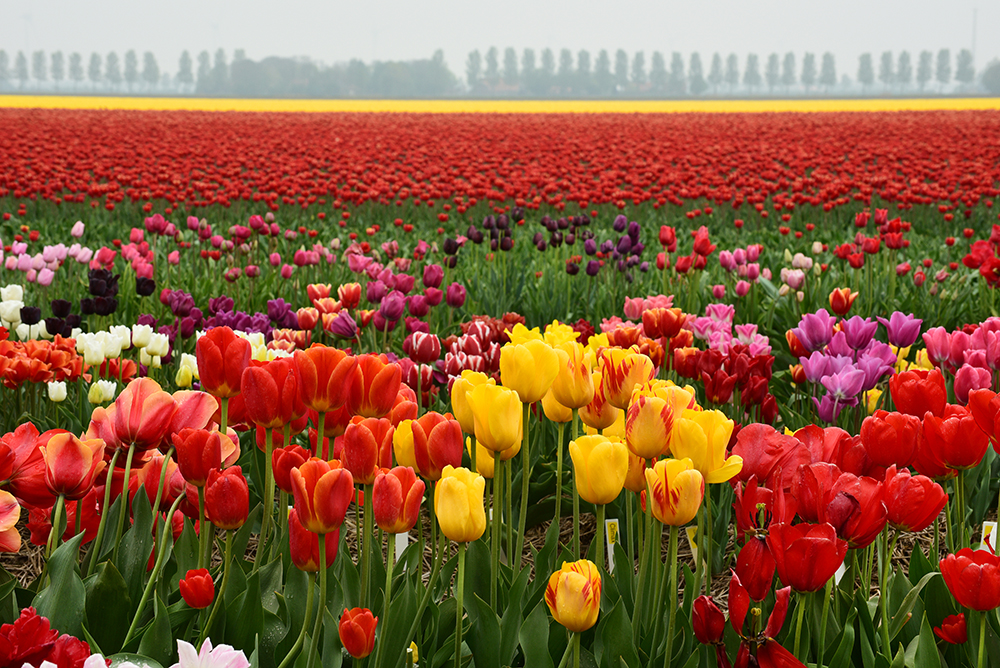 Blühende Tulpenfelder in den Niederlanden © Andreas Mieth
