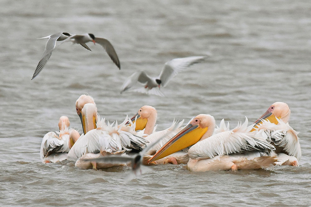 Fischende Pelikane und Küstenseeschwalben Donaudelta